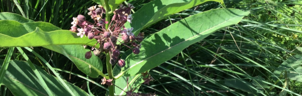 Foraging & Medicinal Plant Walks