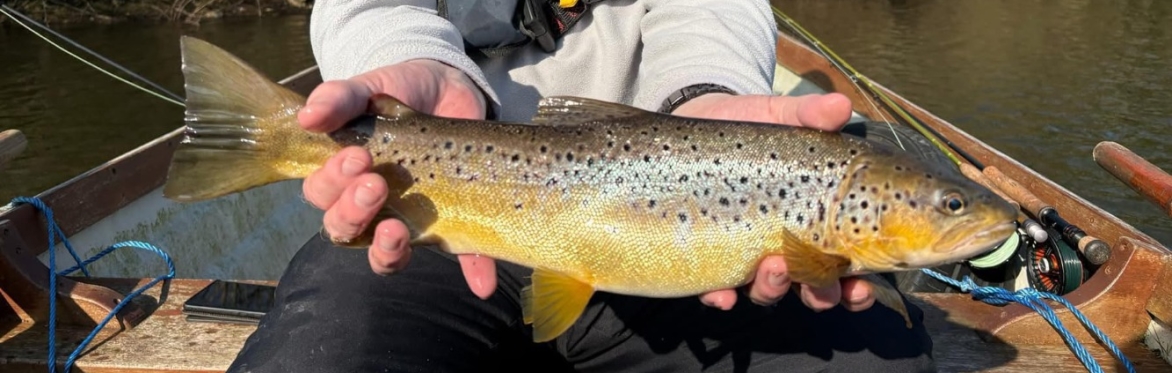 Two hands on a boat hold a large, golden-coloured brown trout with black spots