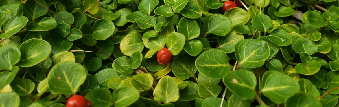 Sustainable Forest Foraging