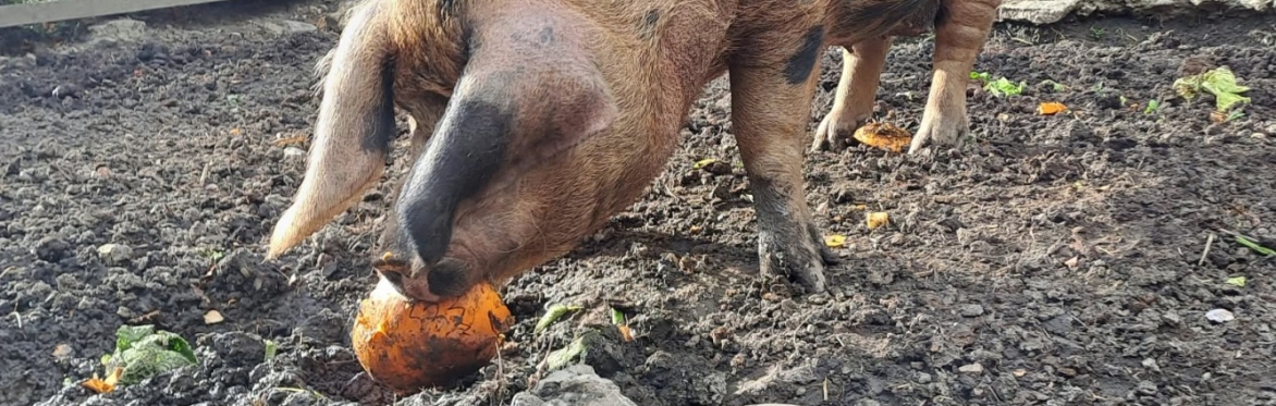 Pig