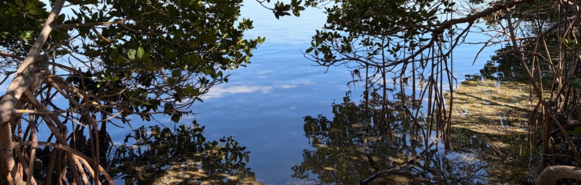 World Mangrove Day Pop-Up