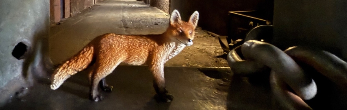 Identifying fox in brick tunnel with monitoring equipmentA fox walking through a brick-lined underground tunnel at night, illuminated by overhead lights. The tunnel stretches into the distance