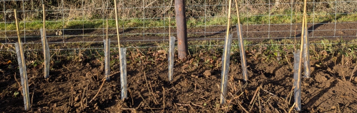 A row of new hedge saplings