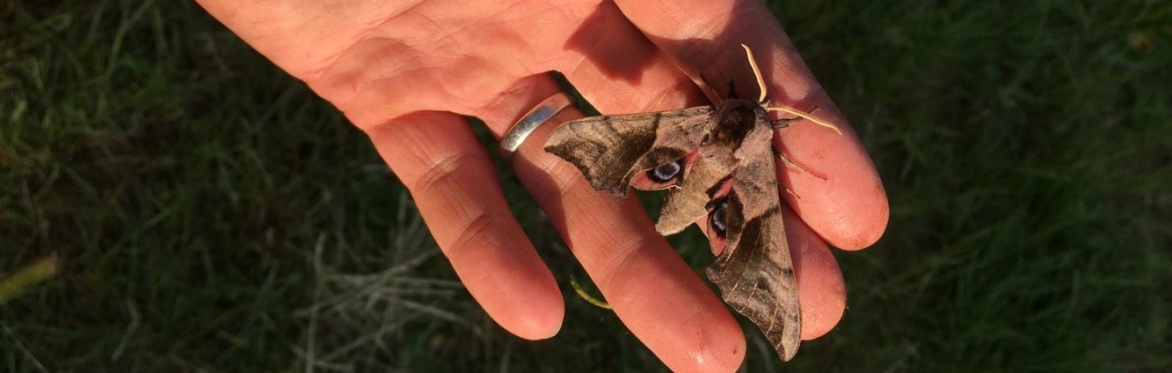 Meet the Moths
