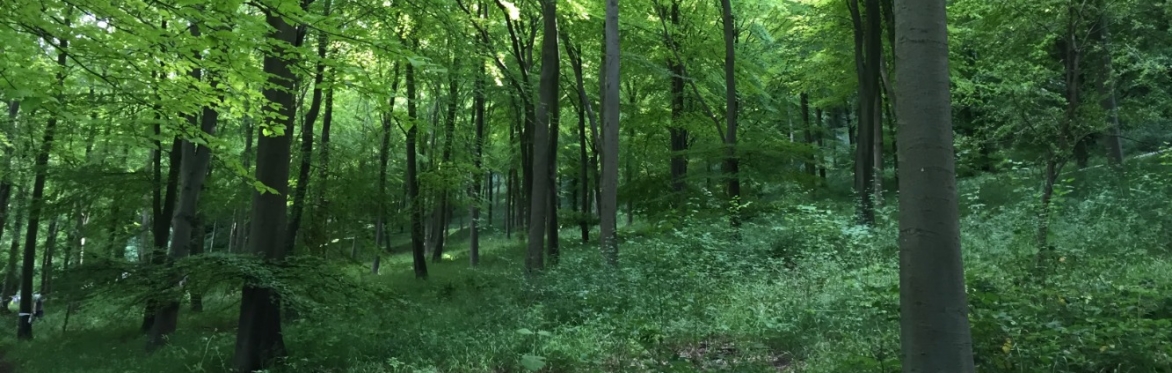 Bright green lush woodland