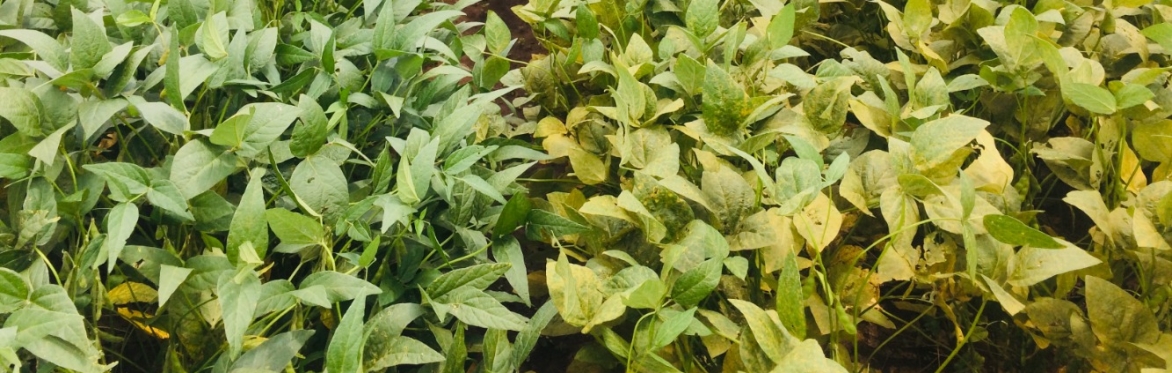 Soybean rust awareness and effective management options