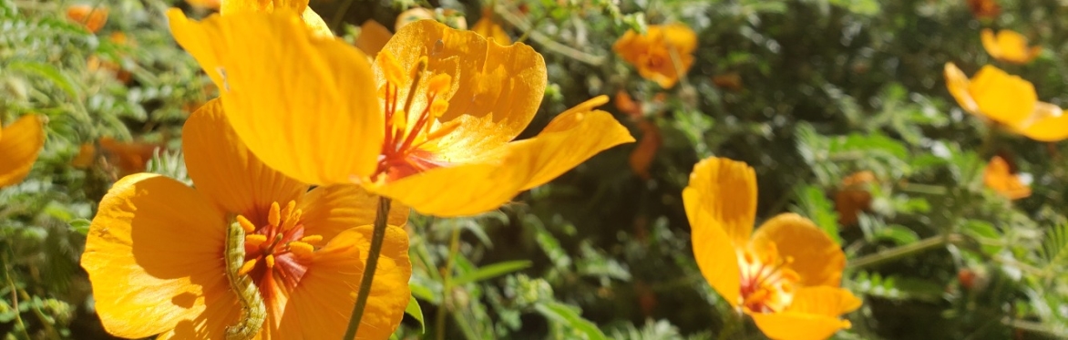 Watering Native Plants in the Desert
