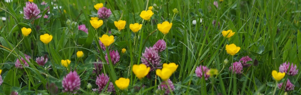 Health walk: Parks & Green Spaces of Frome