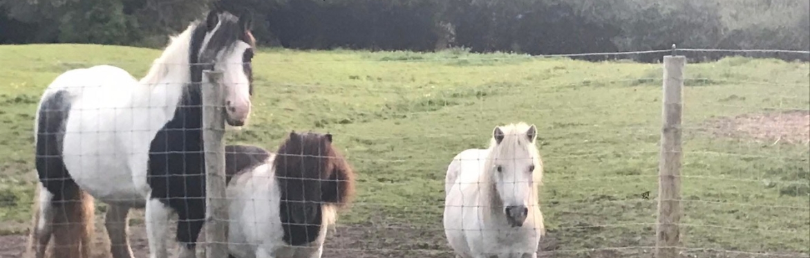 Community Pony Experience day