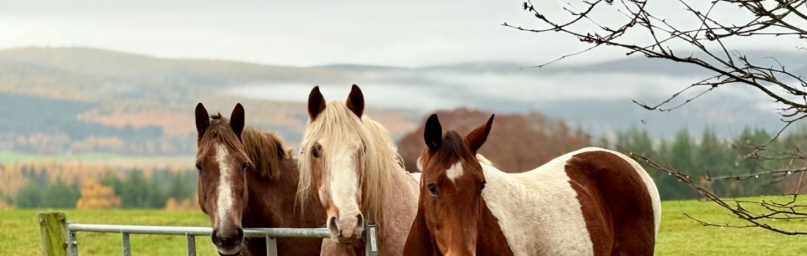 World Horse Welfare - The Journey from Intake to Re-homing