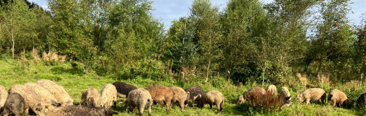 Farming in Woodlands: Managing pigs in a young woodland