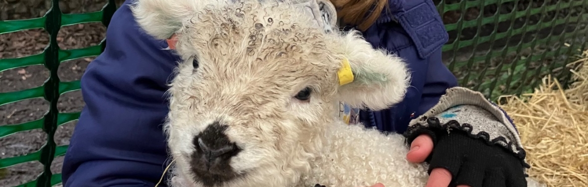 SEND Lamb Cuddling - Easter