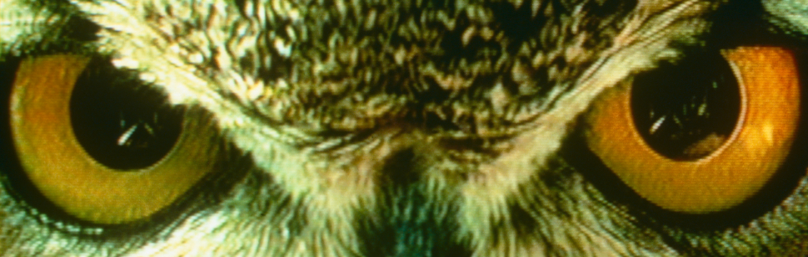 eyes of an owl