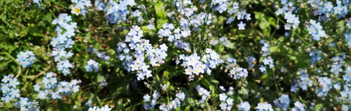 Small white flowers and foliage