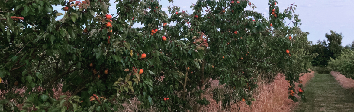 Avonleigh Orchards Tour