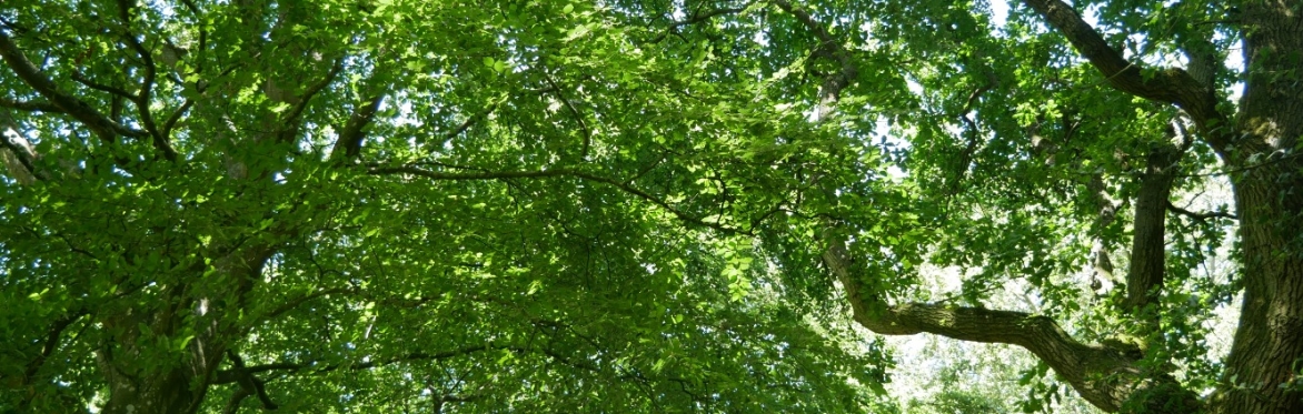 Half-term tree planting