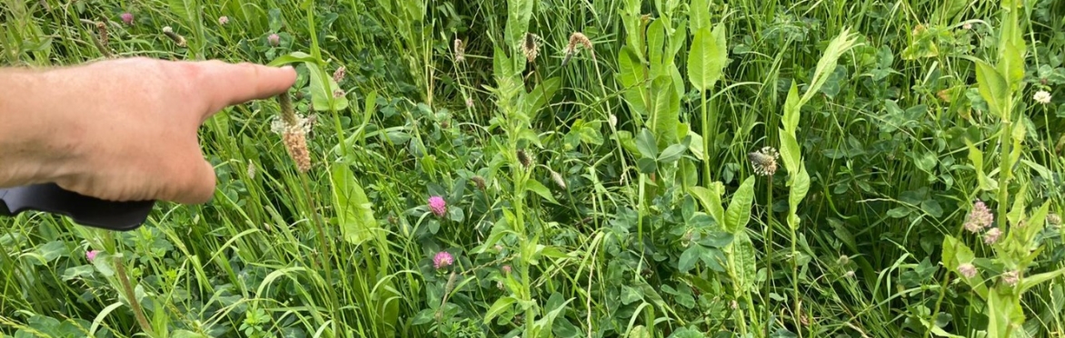 Morning Carbon Calling Pop-Up - Focus on herbal leys