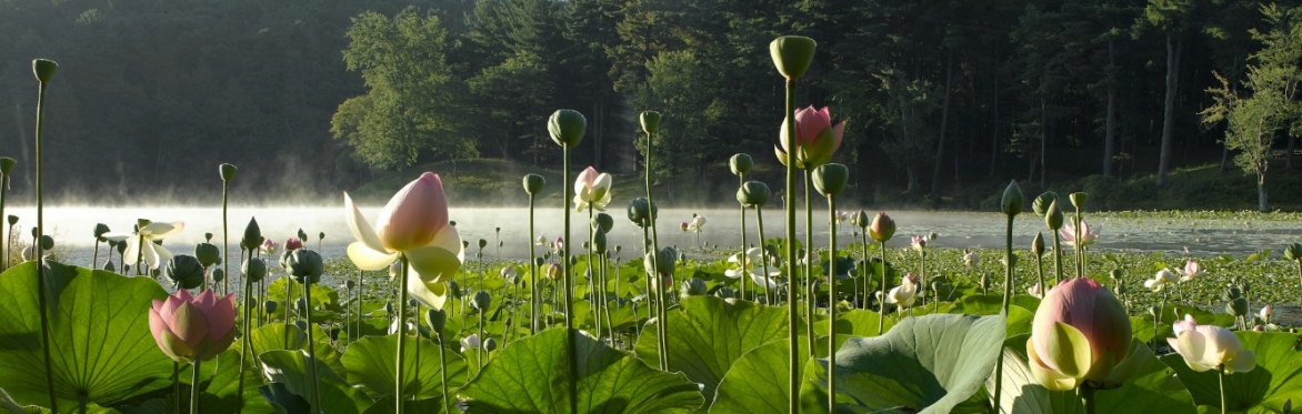 Walking With Peace: A guided meditative journey with Sandrine Harris