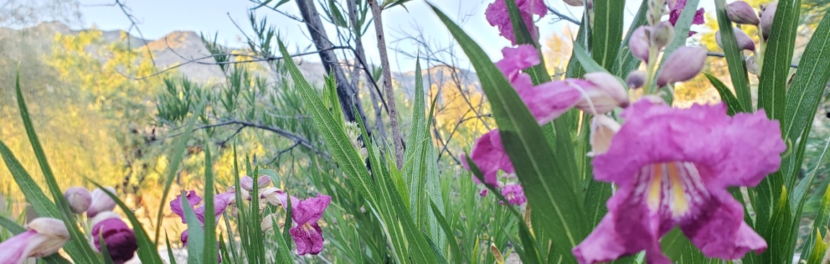 Landscaping with Wildlife in Mind - a 3-Part Series for the Coronado Foothills Neighborhood