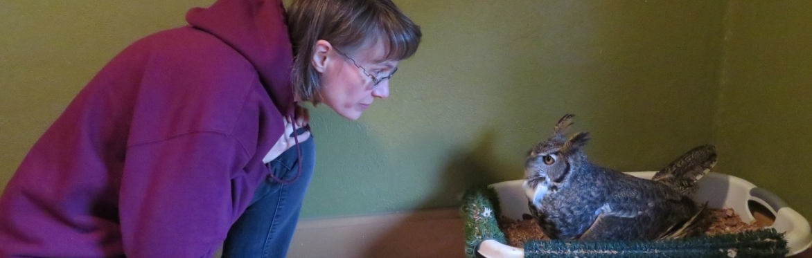 Real Life Great Horned Owl Soap Opera: Learning their language