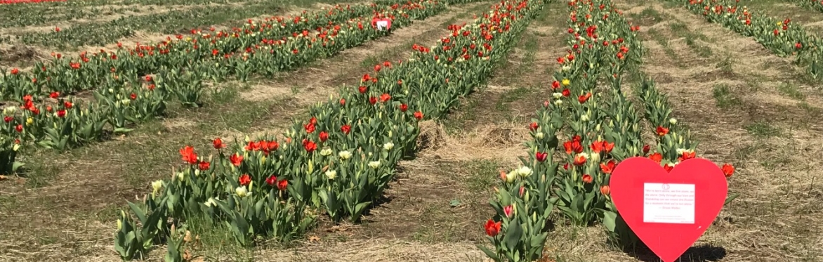 Visit Tulip Field Wednesday 5-5