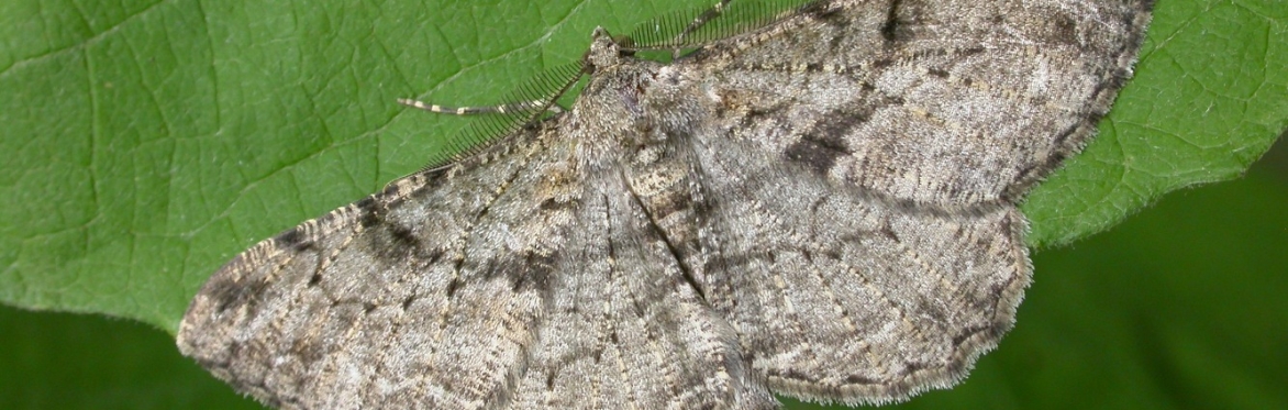 Moth Night After Dark Guided Tour