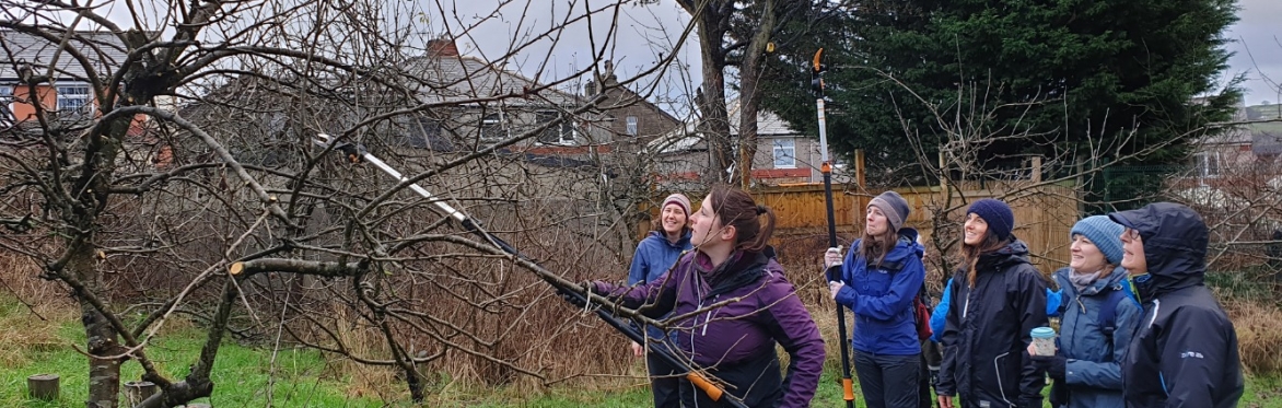 A very congested apple tree in need of pruning