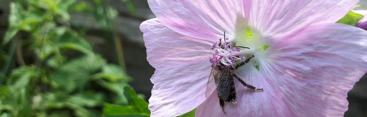 August Urban Herbology - Foraging in Amsterdam