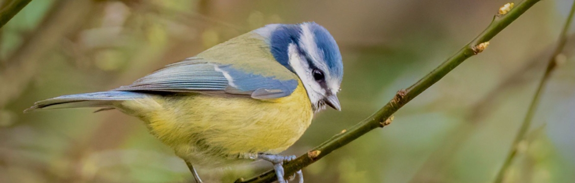 A Late Spring Bird Walk through Dimmelsdale
