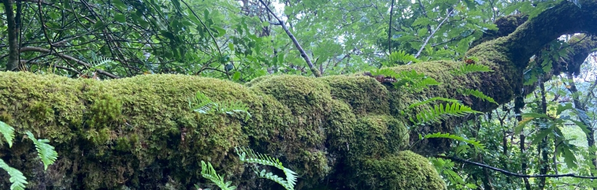 Botanical Skills NI: Exploring the Botany of Temperate Rainforests
