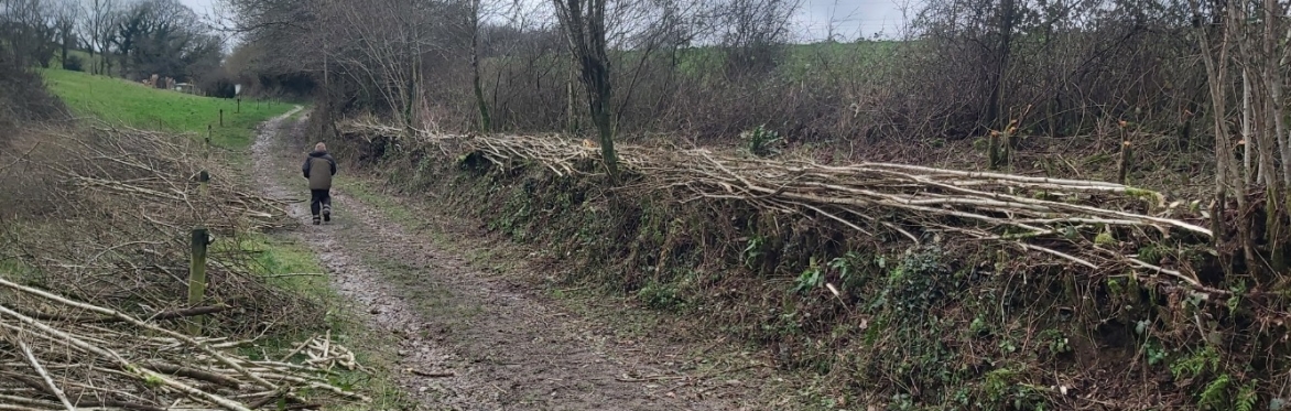 Hedge-ucation