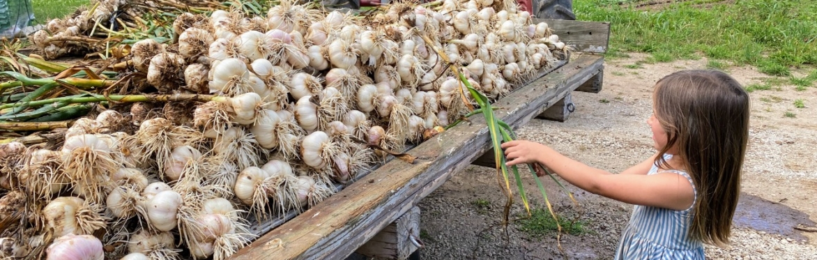 Garlic Harvest at the Farm