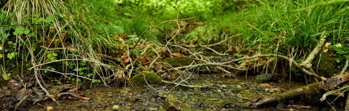 Art with Natural Materials, summer holiday workshop - for young people 7 - 14