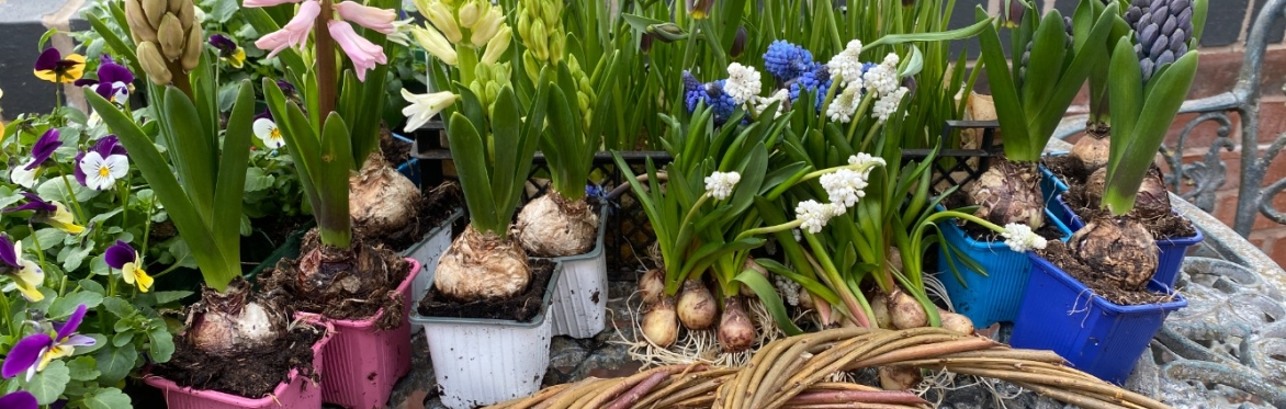 Create a spring living wreath