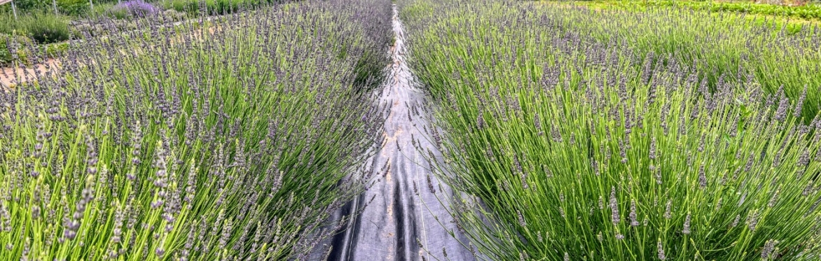 U-pick Lavender
