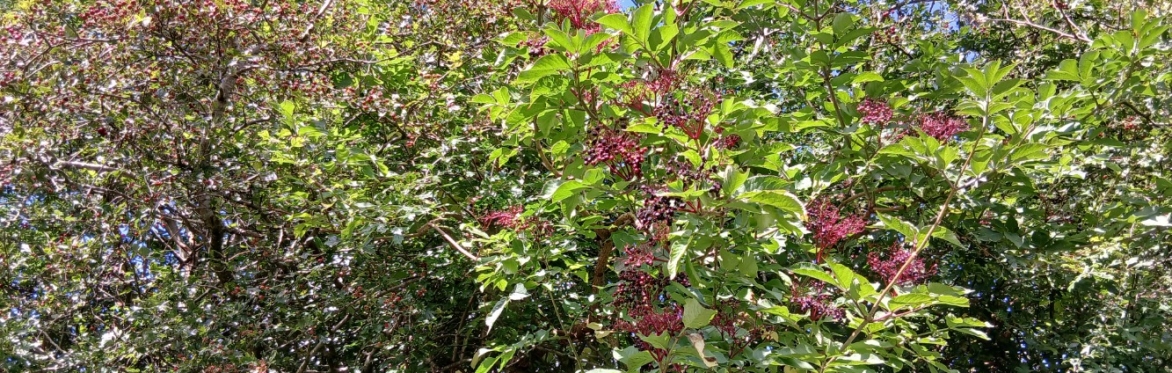 Botanical Skills NI: The Botany of Hedgerows