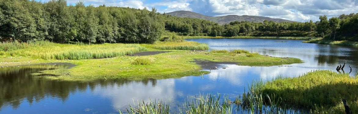 Walking and Talking Trees: Transforming the landscape with Dee Ward of Rottal Estate, Angus