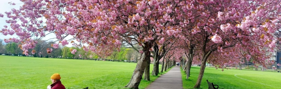 The top of a cherry blossom tree