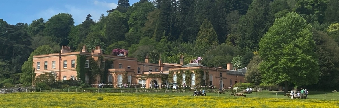 A photo of Killerton House in the sunshine, trees behind and a field of buttercups in front