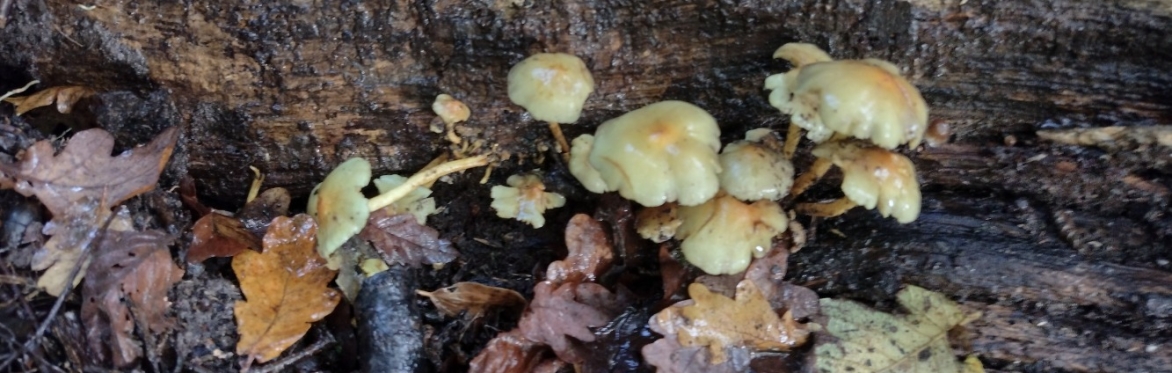 Mushrooms in wood