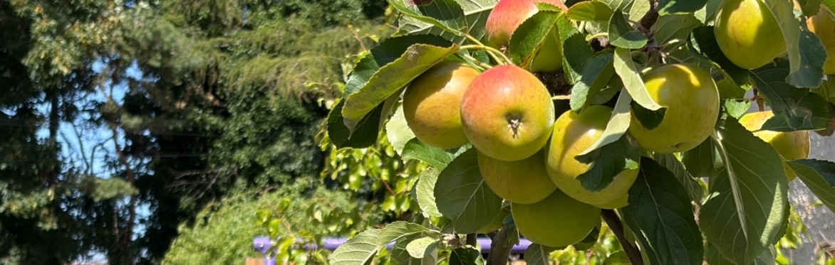 Community Harvest and Apple Pressing Feast with Annie Lord