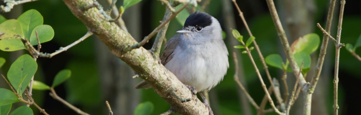Late Spring Birdsong Academy Walkshop - Stanmer Park, Brighton