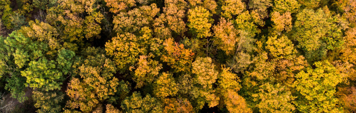 Regenerative Educator Training: An Ecosystems Approach To Wellbeing