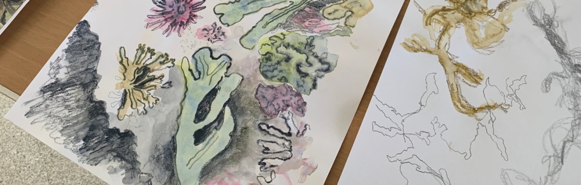 Image of seaweed drawings