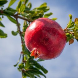 How to Change? Making the Most of Elul and Tishrei with Dr Tamra Wright