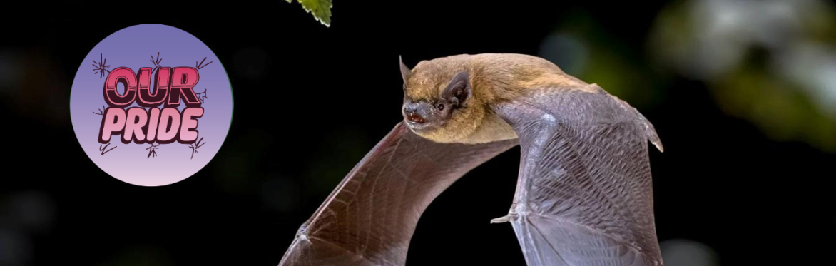 Ouseburn Way: Bat Walk