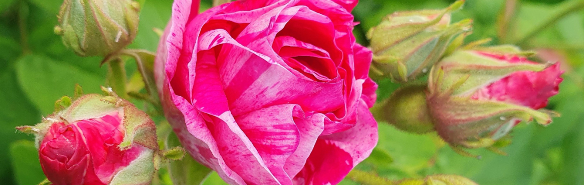 Aromatic Herbs for Women's Health