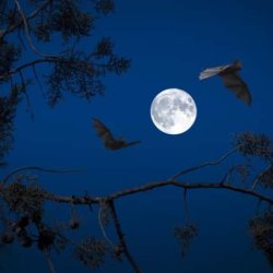 Guided Bat Walk at the Oakham Canal