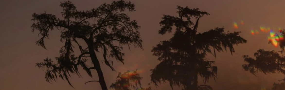 Artist Talk -  Gulf Streams Live: Rooted in Listening