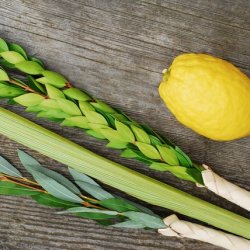 Lulav and etrog set